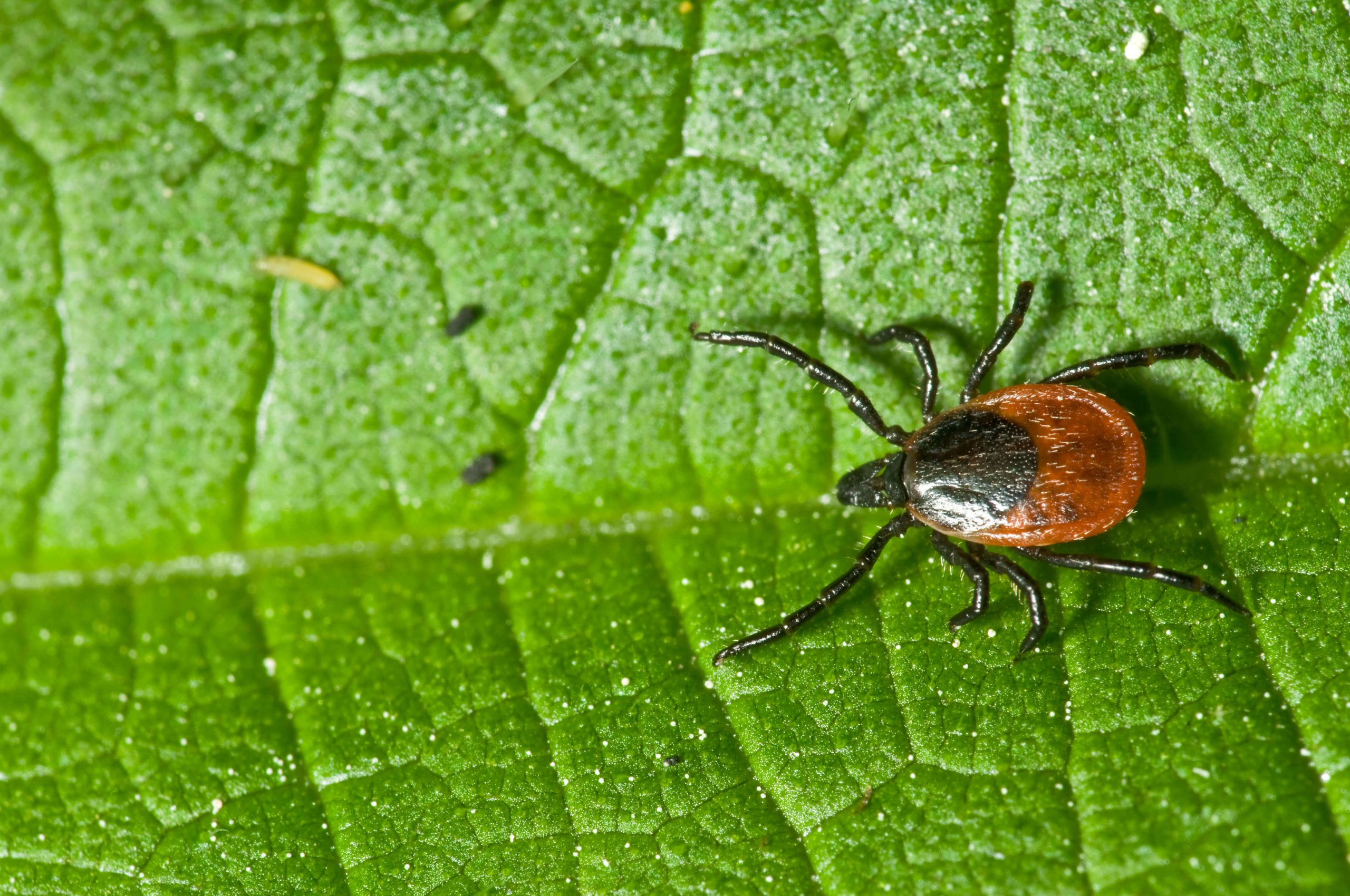 How Physical Therapy Can Help Patients With Lyme Disease Physical Therapy for Lyme Disease 1 scaled 1 How Physical Therapy Can Help Patients With Lyme Disease